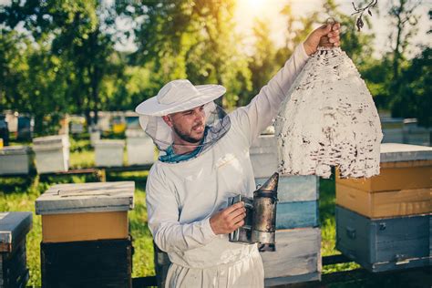 dopłaty dla pszczelarzy 2024
